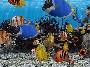 3D Fish School Screensaver