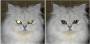 Pet Eye Fix Guide