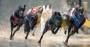 Greyhounds Racing Predictor